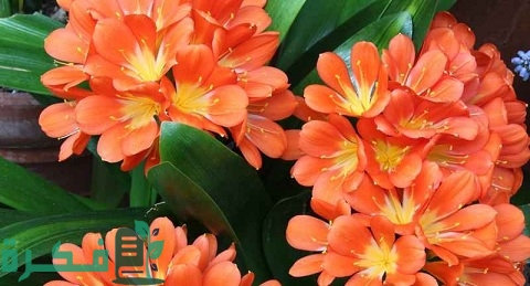 طريقة زراعة نبات كليفيا