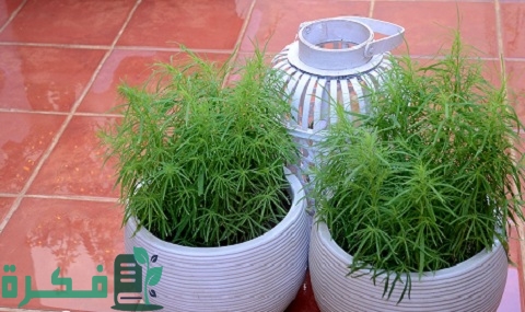 شرح خطوات زراعة نبات مكنسة الجنة 2 طريقة زراعة نبات مكنسة الجنة