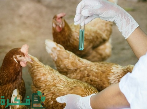 علاج أمراض الدجاج بالأعشاب