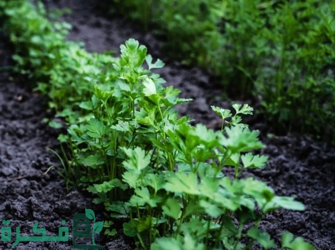 كيف تزرع البقدونس في بيتك