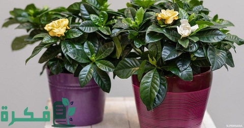 كيفية العناية بنبات الجاردينيا الهولندية