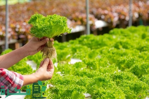 مشاريع زراعية صغيرة مربحة