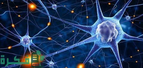 مفهوم السيالة العصبية