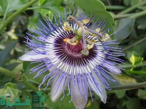 نبات الساعة Passion Flower