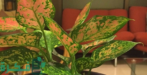 طريقة زراعة نبات بولكا الرقطاء (الهيبوستس)