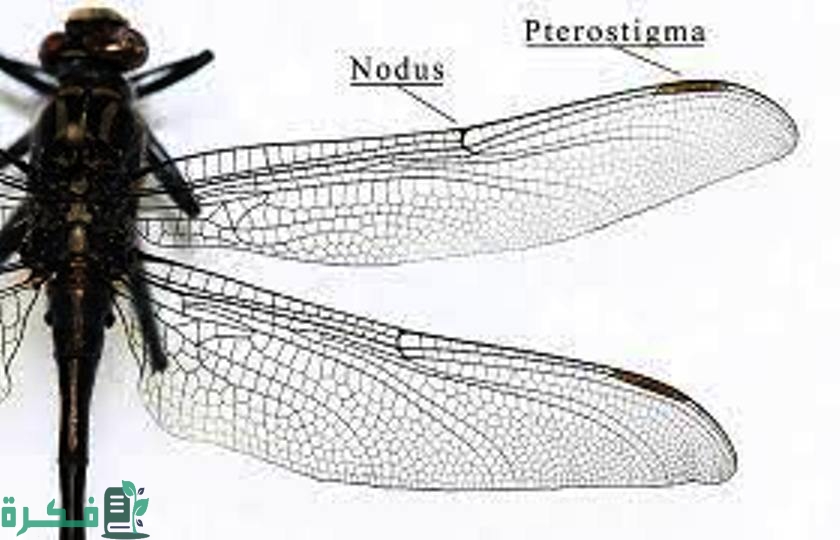 أنواع اجنحه الحشرات