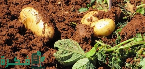 مواعيد زراعة محصول البطاطس وكمية التقاوى للفدان