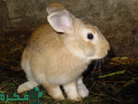 مراحل نمو الأرانب وتطورها من الميلاد لغاية عاشر يوم