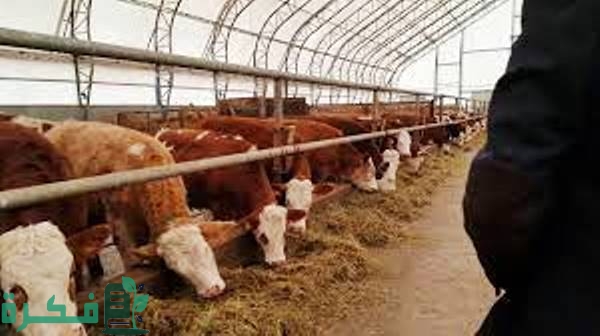 أنواع الاضافات العلفية لابقار التسمين