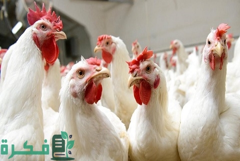 زيادة وزن الدجاج اللاحم زيادة وزن الدجاج اللاحم