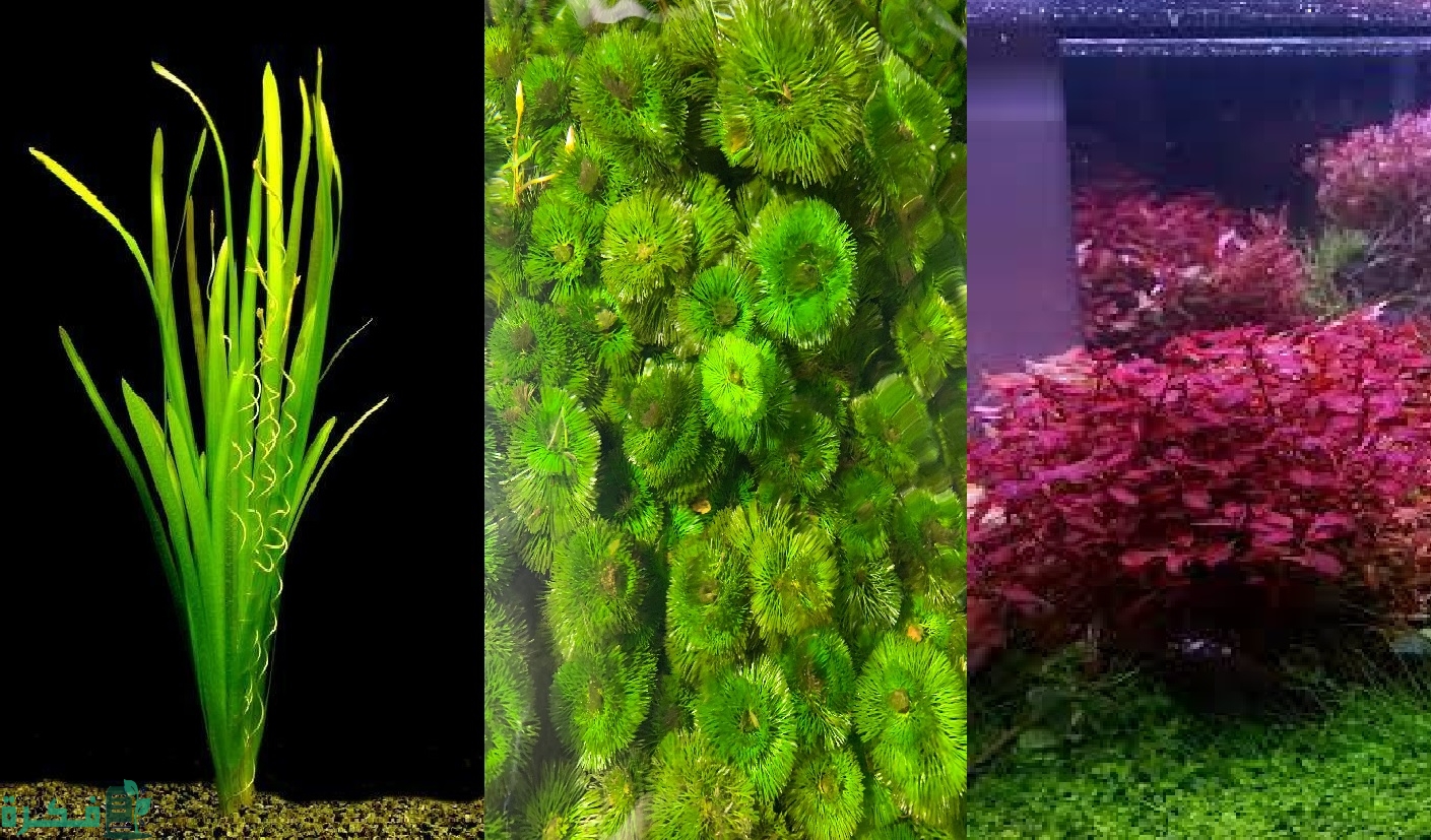 النباتات المائية ونصف المائية 3 أنواع النباتات المائية