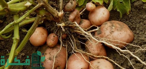 مواعيد زراعة محصول البطاطس وكمية التقاوى للفدان مواعيد زراعة محصول البطاطس وكمية التقاوى للفدان