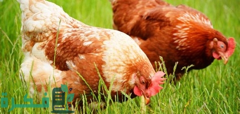 أفضل فيتامين لزيادة البيض عند الدجاج