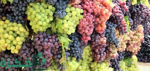 دراسة جدوى زراعة العنب في مصر
