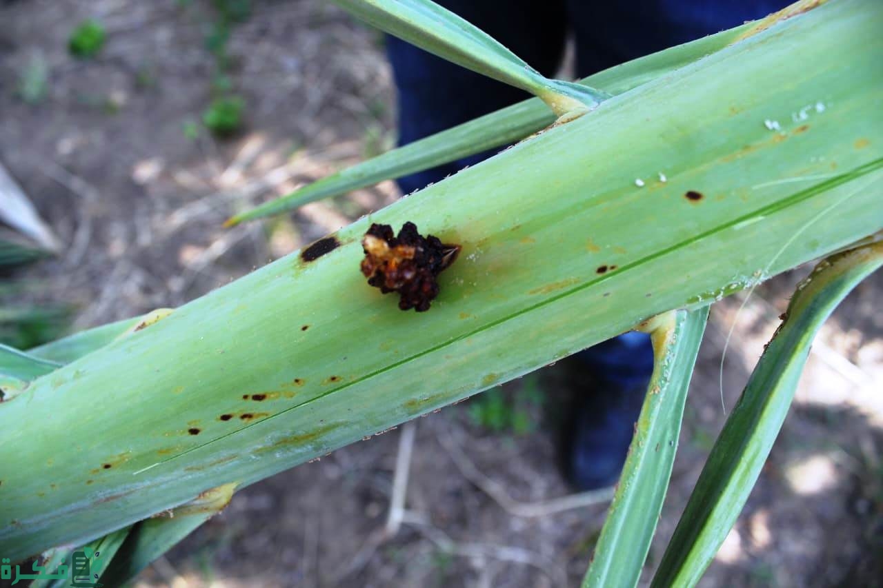 وسائل مكافحه آفات وحشرات النخيل والتمور