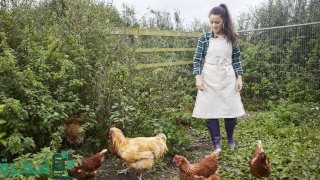 كيف تنشئ مزرعة دواجن
