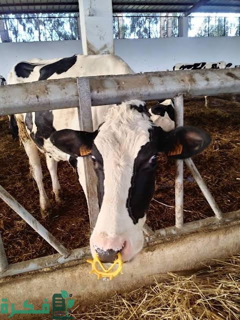 بعض العادات السيئة عند الأبقار وسبل التعامل معها بعض العادات السيئة عند الأبقار وسبل التعامل معها