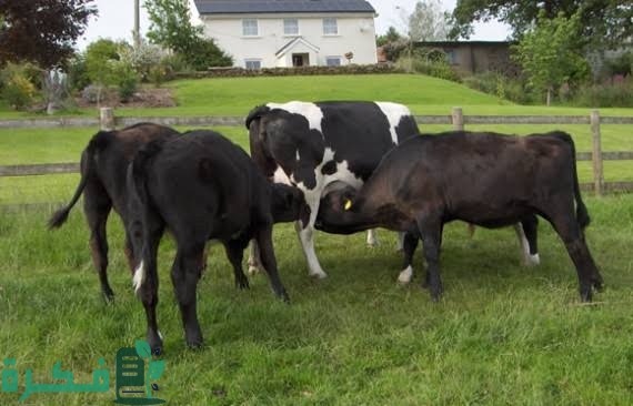 بعض العادات السيئة عند الأبقار وسبل التعامل معها بعض العادات السيئة عند الأبقار وسبل التعامل معها