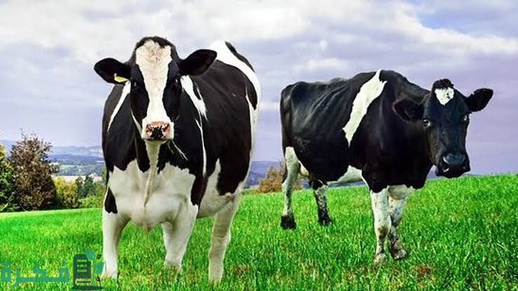 بعض العادات السيئة عند الأبقار وسبل التعامل معها بعض العادات السيئة عند الأبقار وسبل التعامل معها