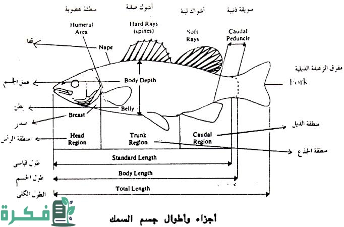 الإخراج في الأسماك