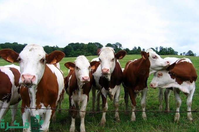 ما هو العمر الملائم لتلقيح العجلات لأول مرة 5 images 2022 09 15T195317.269