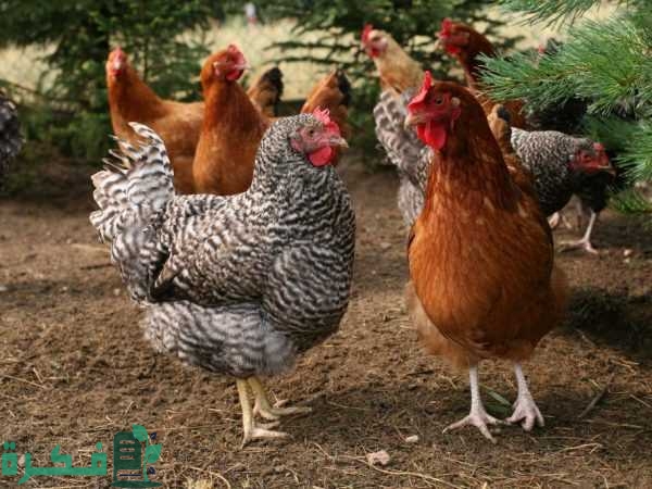 kak povysit yajcenoskost 600x450 1