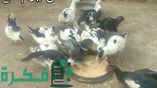 علاج الاسهال الابيض عند البط علاج الاسهال الأبيض عند البط