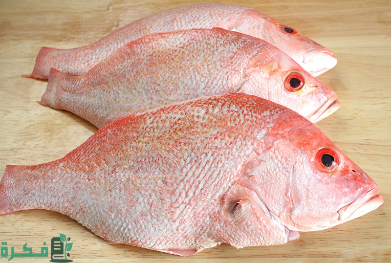 مراحل نمو السمكة