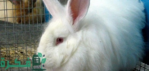 اسباب موت الارانب بعد الولادة