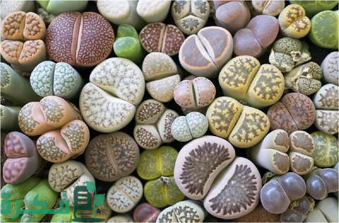 الحجارة الحية