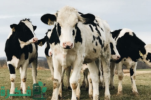 تربية الأبقار الحلوب في هولندا