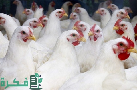 تربية الدجاج في المنزل