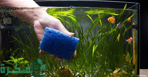 تنظيف حوض السمك