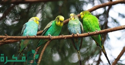 دراسة جدوى مشروع تربية عصافير الزينة في مصر