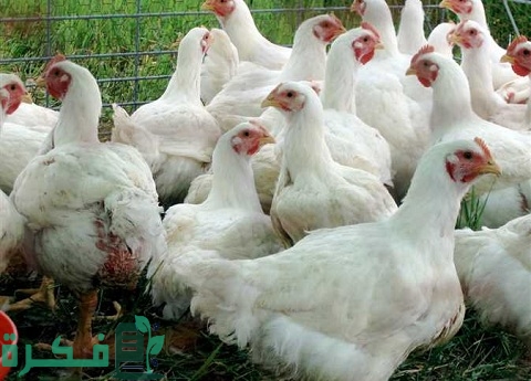 زيادة وزن الدجاج اللاحم