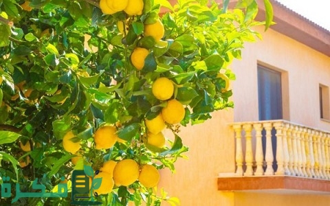 طريقة زراعة الأشجار المثمرة في المنزل