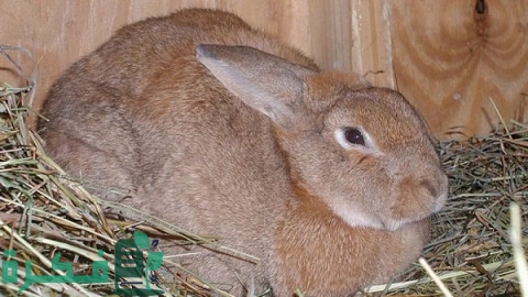 علامات الحمل عند الأرانب وما يجب أن تفعله والمشاكل التي تواجه الأرانب في الحمل