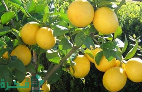 في أي شهر يزرع الليمون