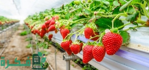 كيفية زراعة الفراولة في الجزائر بالتفصيل