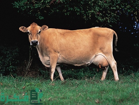 ما هو أجود أنواع البقر الحلوب في مصر