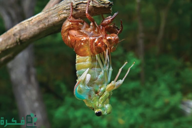 اهمية الانسلاخ في الحشرات