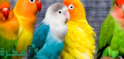 مزارع طيور الزينة في مصر