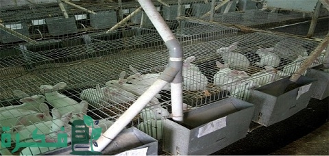 مشروع تربية الأرانب في البطاريات