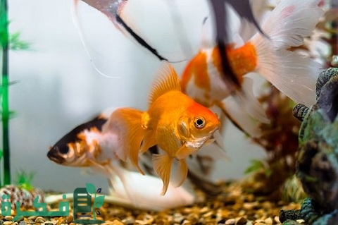 مشروع تربية الأسماك في الأحواض البلاستيكية الجاهزة بالتفصيل