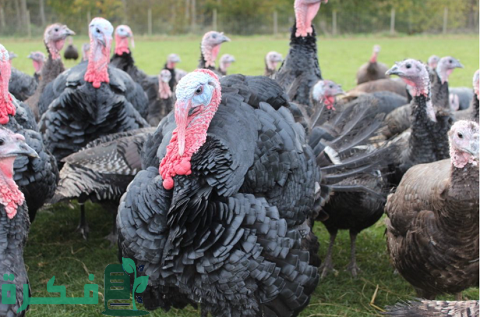 مشروع تربية الديك الرومي بالتفصيل