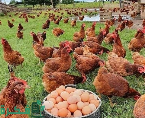 مشروع تربية الكتاكيت البلدي في المنزل بالصور