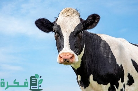 مشروع تسمين العجول الأكثر نجاحاً على الإطلاق