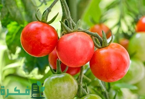 موعد زراعة الطماطم في السعودية ومدة زراعتها