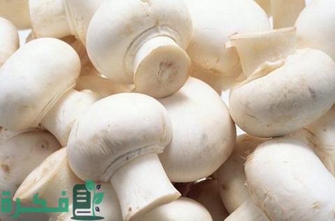 هل عيش الغراب مشروع فاشل