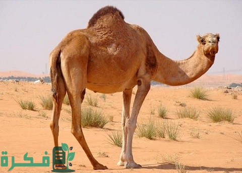 هل ورد حديث عن شرب بول الإبل 4 هل ورد حديث عن شرب بول الإبل